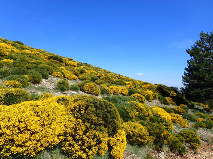 Flotter Bergritt durch die Cevennen