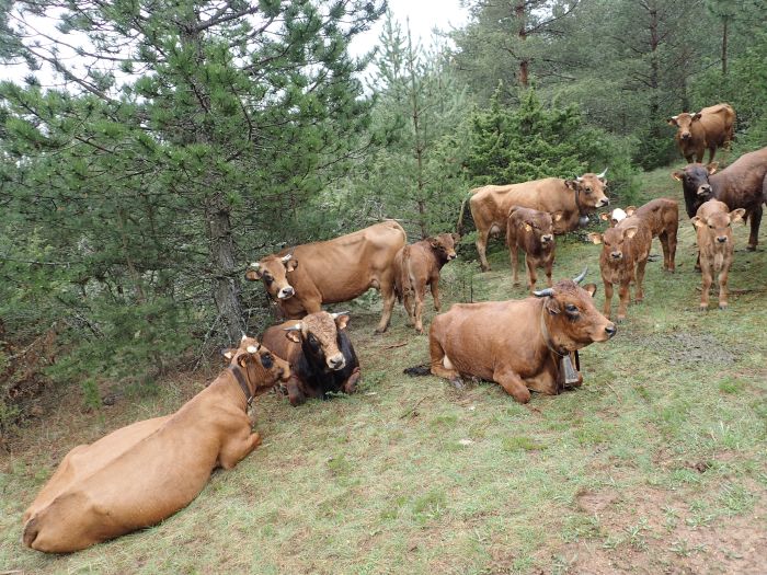 Flotter Bergritt durch die Cevennen
