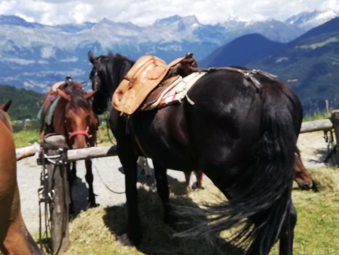 Trail durch die franz&ouml;sischen Alpen (4/5 Tage)