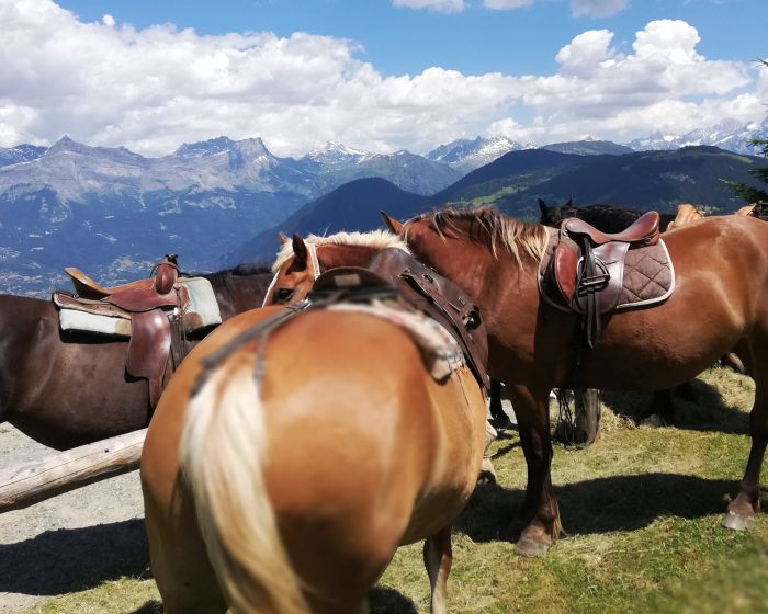 Trail durch die franz&ouml;sischen Alpen (4/5 Tage)