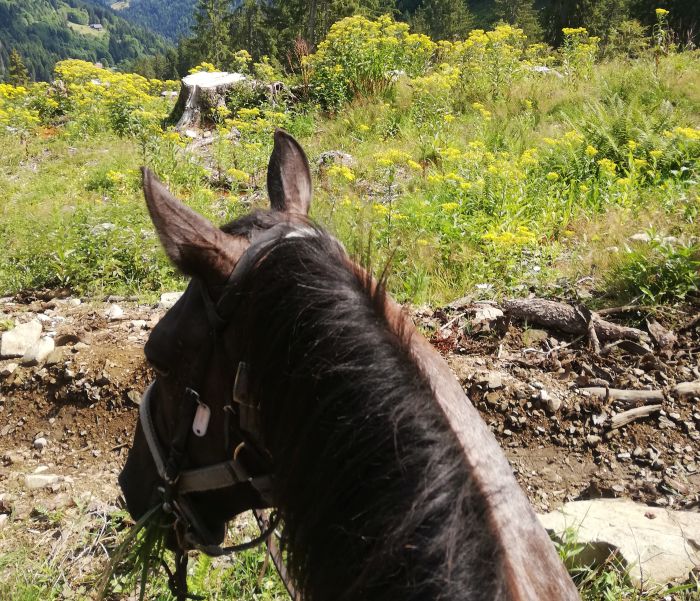 Trail durch die franz&ouml;sischen Alpen (4/5 Tage)