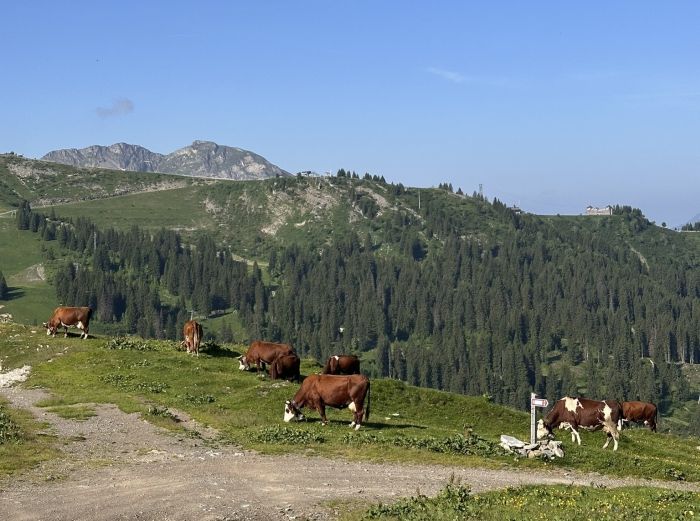 Trail durch die franz&ouml;sischen Alpen (4/5 Tage)