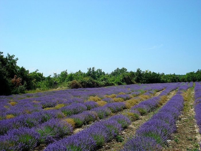 Provence & Camargue Ritte