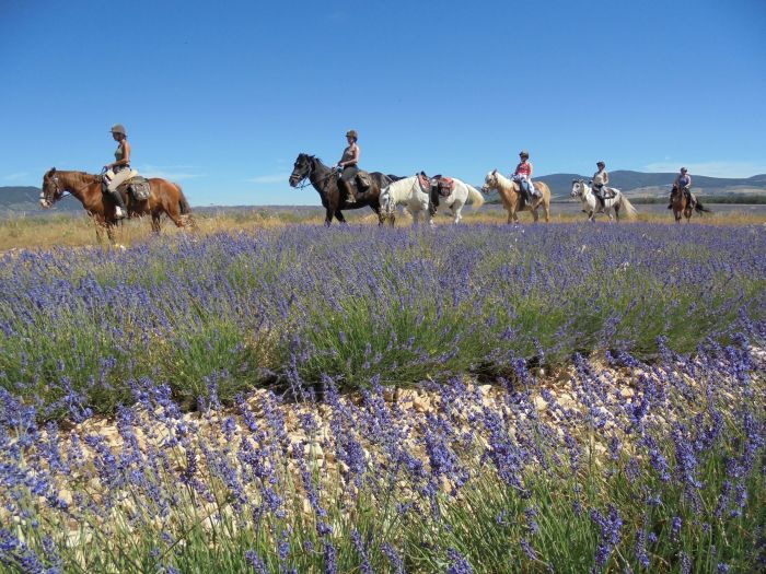 Provence & Camargue Ritte