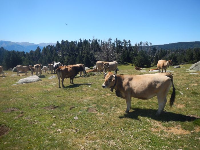 Ausritte in den Pyrenäen und Reiten lernen im Gelände