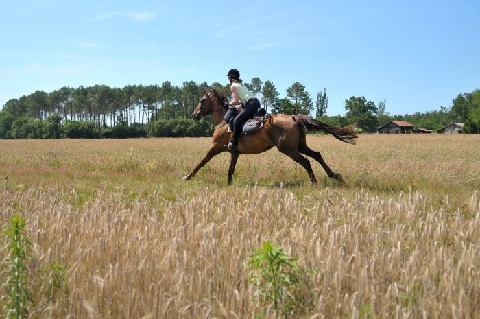 Périgordschlösser und Atlantikstrand