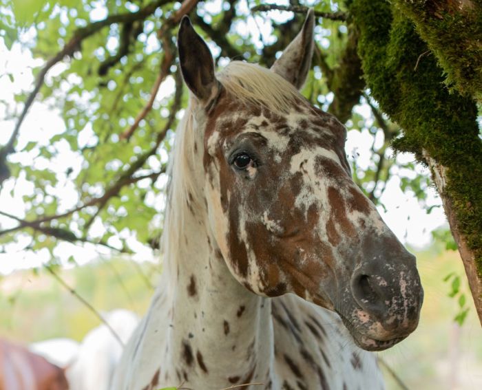 Reiten & Geniessen im Lot