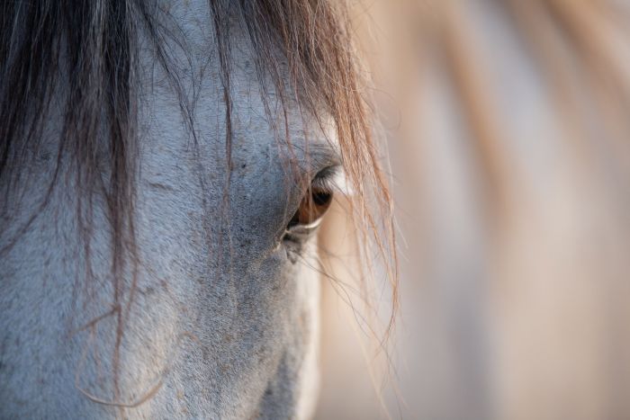 Reiten & Geniessen im Lot