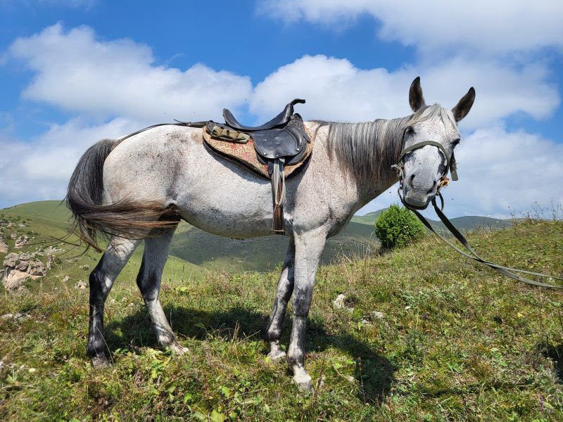 Reiten in Armenien