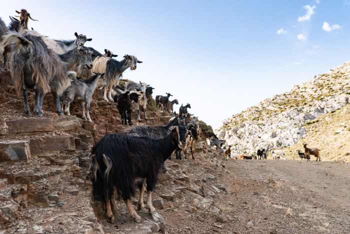 Kreta Sternritte mit Komfort