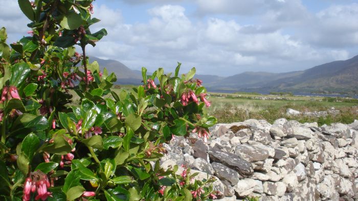 Killarney Reeks Trail