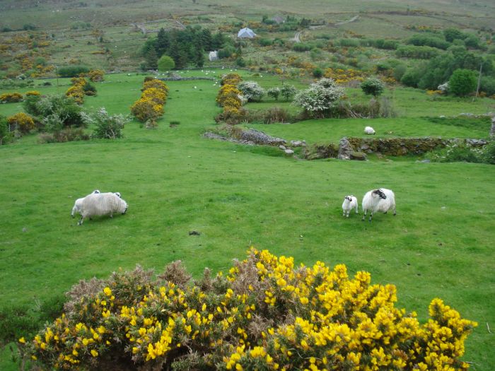 Killarney Reeks Trail