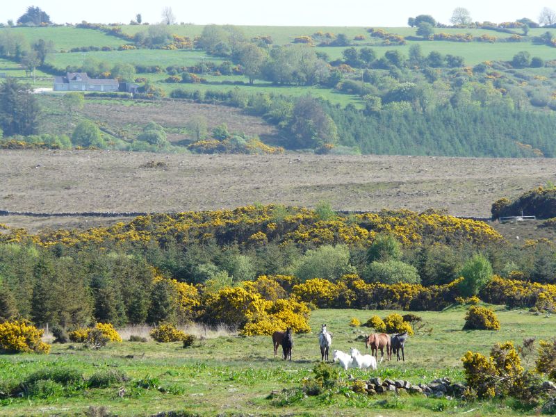 Reiterhof im County Galway