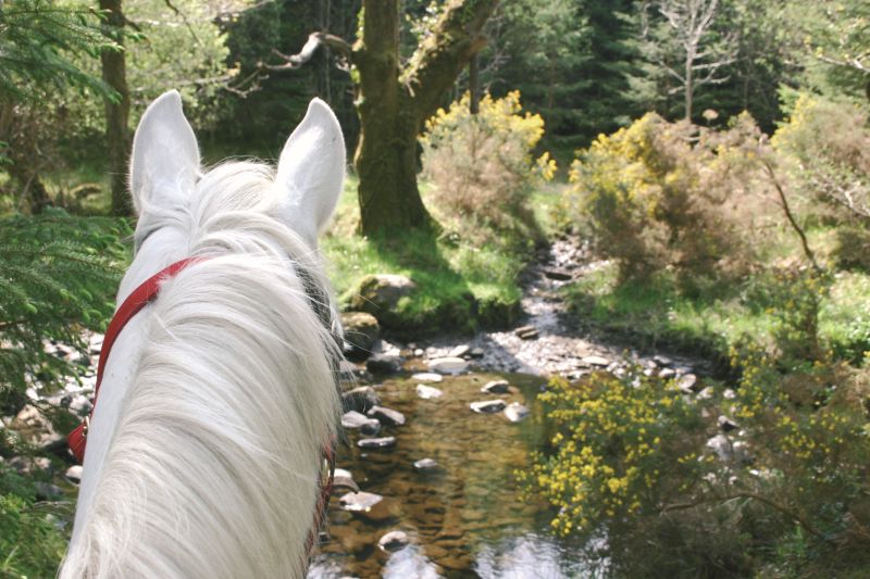 Reiterhof im County Galway