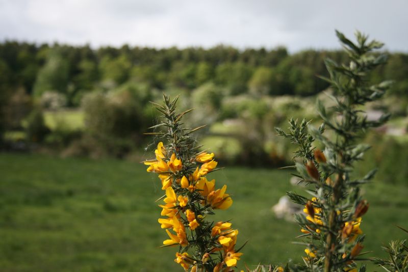 Reiterhof im County Galway