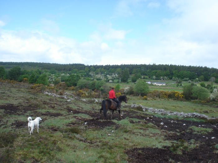 Reiterhof im County Galway