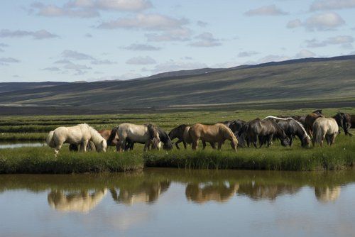 Die Schätze von Borgarfjördur