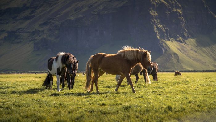 Die Sch&auml;tze von Borgarfj&ouml;rdur