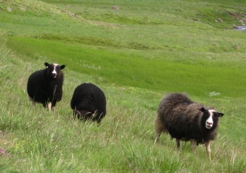 Die Schätze von Borgarfjördur