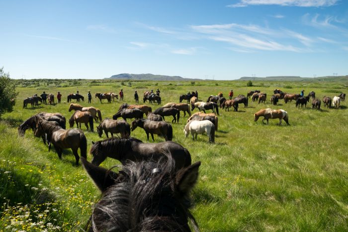 Hekla Wildnis Ritt