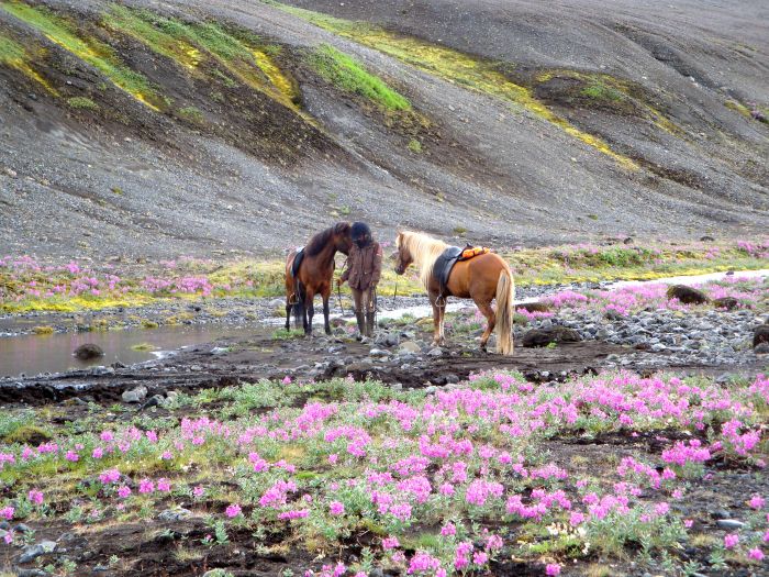 Hekla Wildnis Ritt