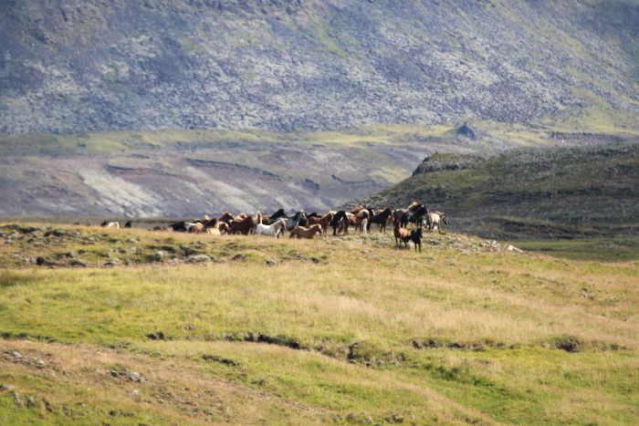 Hekla Wildnis Ritt