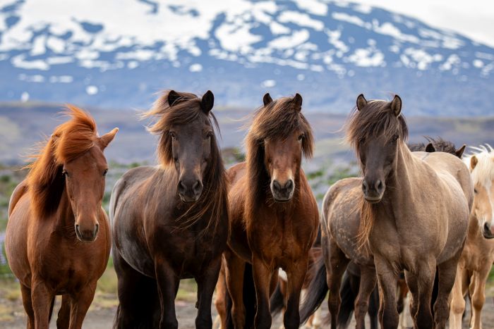 Hekla Wildnis Ritt