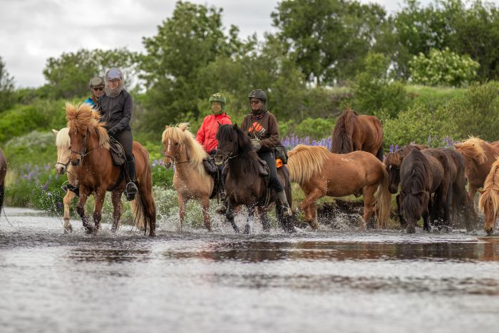 Hekla Wildnis Ritt