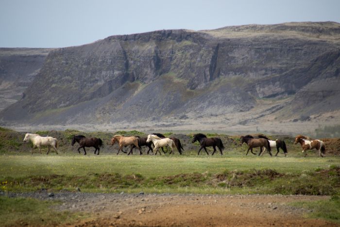 Hekla Wildnis Ritt