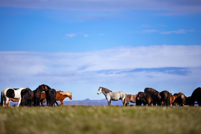 Hekla Wildnis Ritt