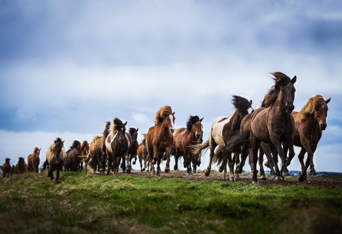 Hekla Wildnis Ritt