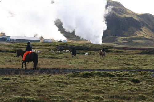 Schafabtrieb auf Island