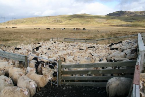 Schafabtrieb auf Island