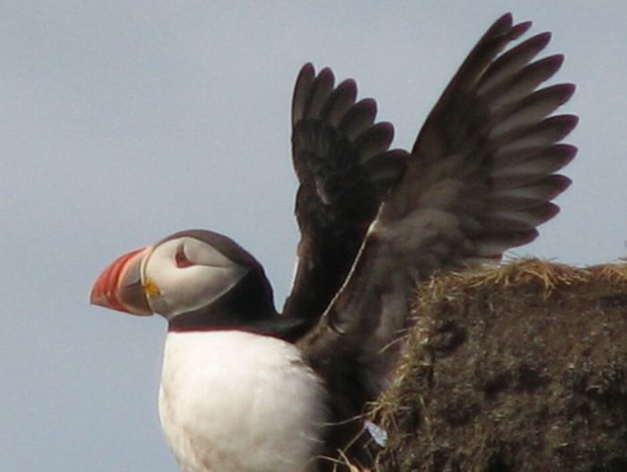 Snaefellsnes Vulkan- und Strandritt