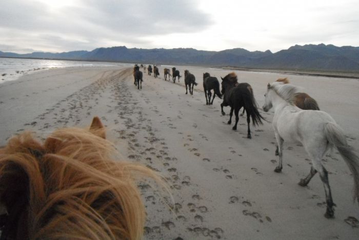Snaefellsnes Vulkan- und Strandritt