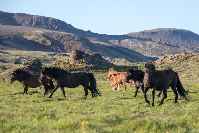 Thingvellir Ritt