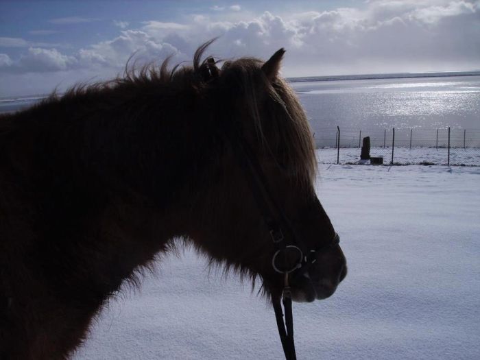 Winterfreuden Islands