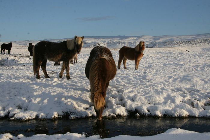 Winterfreuden Islands