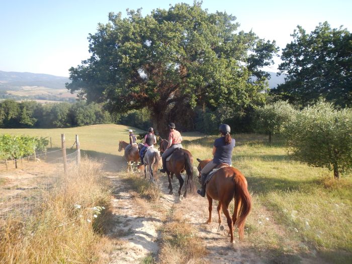 Reiten und Geniessen in Montalcino