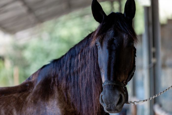 Reiten und Geniessen in Montalcino