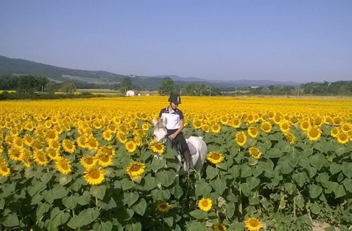 Reiten und Geniessen in Montalcino