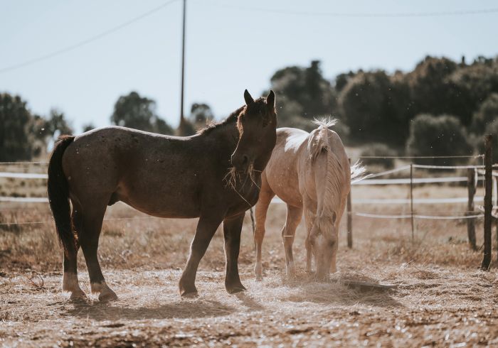 Zwischen Meer und Maremma&nbsp;