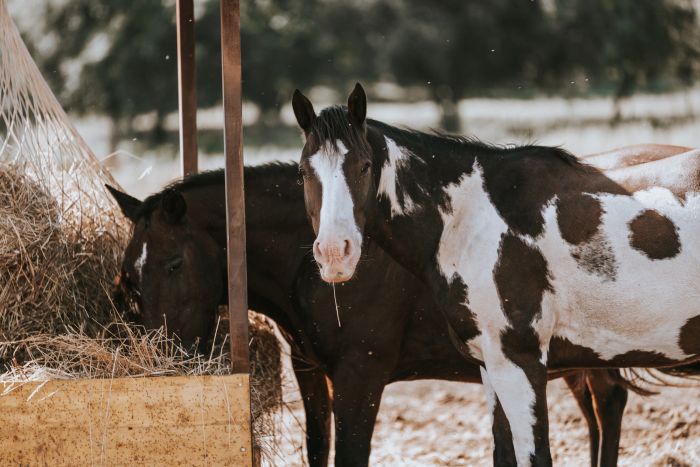 Zwischen Meer und Maremma&nbsp;