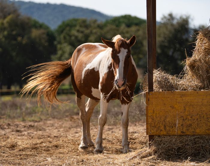 Zwischen Meer und Maremma&nbsp;