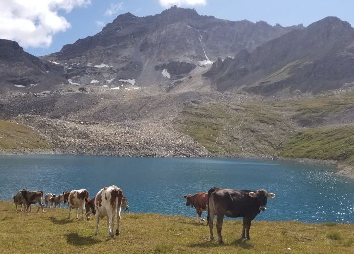 Reittouren in den Walliser Alpen