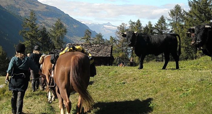 Reittouren in den Walliser Alpen