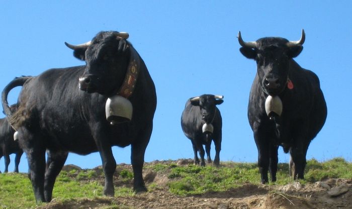 Reittouren in den Walliser Alpen