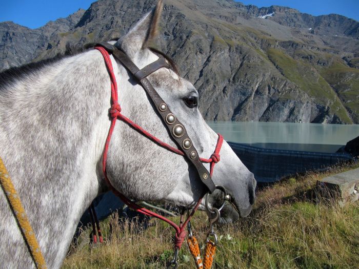 Reittouren in den Walliser Alpen