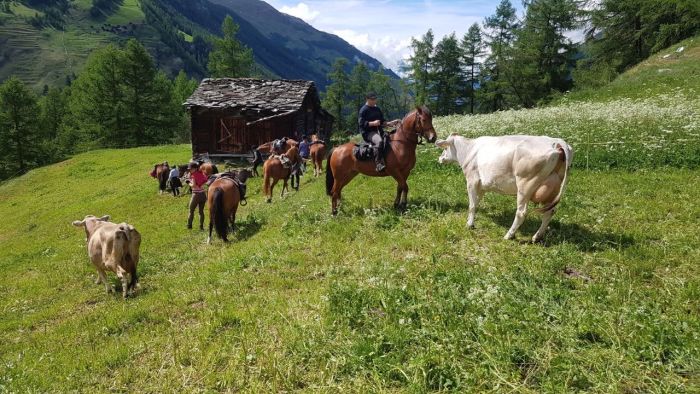 Reittouren in den Walliser Alpen