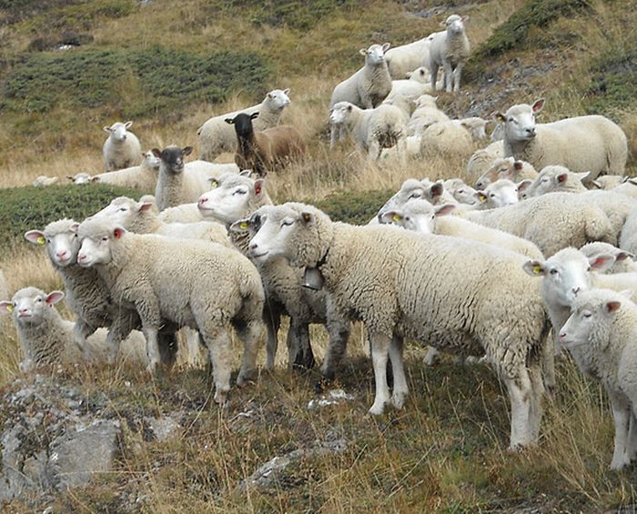 Reittouren in den Walliser Alpen